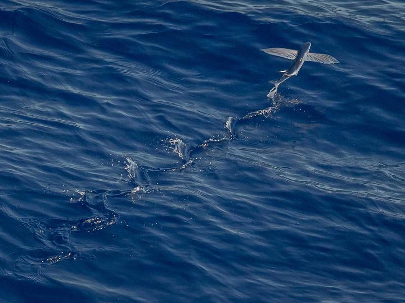 元曲四大家<br>qyw0fsis.cn 窦娥六月飞雪
